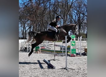 Tsjechisch warmbloed, Merrie, 5 Jaar, 164 cm, Schimmel