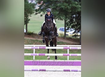 Tsjechisch warmbloed, Merrie, 5 Jaar, 165 cm, Zwartbruin