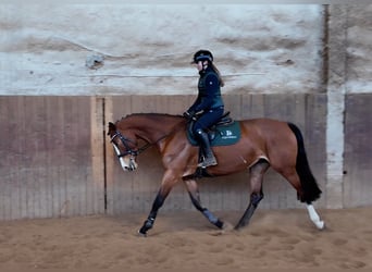 Tsjechisch warmbloed, Merrie, 5 Jaar, 166 cm, Roodbruin