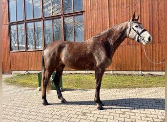 Tsjechisch warmbloed, Merrie, 5 Jaar, 167 cm, Appelschimmel