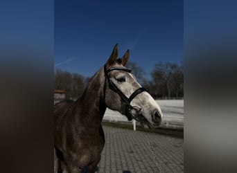 Tsjechisch warmbloed, Merrie, 5 Jaar, 167 cm, Appelschimmel