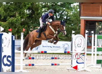 Tsjechisch warmbloed, Merrie, 5 Jaar, 169 cm, Vos