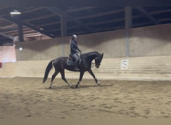 Tsjechisch warmbloed, Merrie, 5 Jaar, 170 cm, Donkerbruin