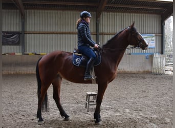 Tsjechisch warmbloed, Merrie, 5 Jaar, 174 cm, Bruin