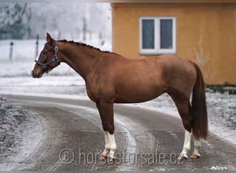 Tsjechisch warmbloed, Merrie, 6 Jaar, 156 cm, Vos