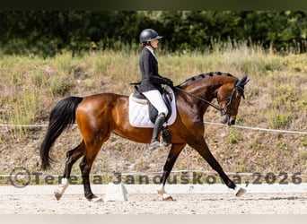 Tsjechisch warmbloed, Merrie, 6 Jaar, 167 cm, Bruin
