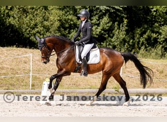 Tsjechisch warmbloed, Merrie, 6 Jaar, 167 cm, Bruin
