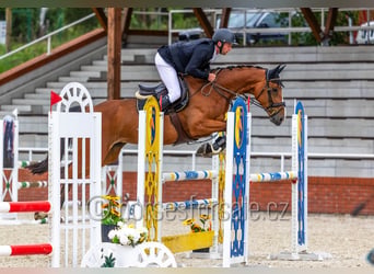 Tsjechisch warmbloed, Merrie, 6 Jaar, 172 cm, Bruin