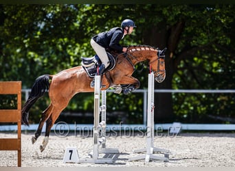 Tsjechisch warmbloed, Merrie, 6 Jaar, 172 cm, Bruin