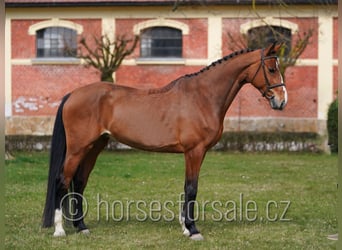 Tsjechisch warmbloed, Merrie, 6 Jaar, 172 cm, Bruin