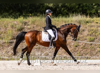 Tsjechisch warmbloed, Merrie, 6 Jaar, 172 cm, Donkerbruin