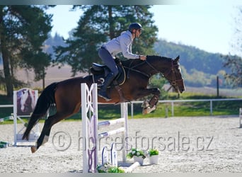 Tsjechisch warmbloed, Merrie, 6 Jaar, 172 cm, Donkerbruin