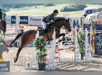 Tsjechisch warmbloed, Merrie, 6 Jaar, 172 cm, Donkerbruin