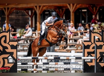 Tsjechisch warmbloed, Merrie, 6 Jaar, 174 cm, Bruin