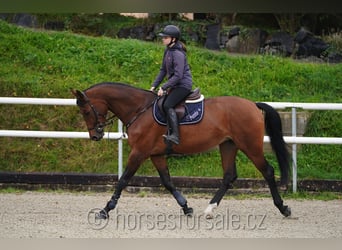 Tschechisches Warmblut, Stute, 6 Jahre, 177 cm, Brauner