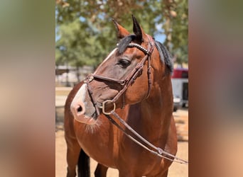 Tsjechisch warmbloed, Merrie, 7 Jaar, 165 cm, Bruin