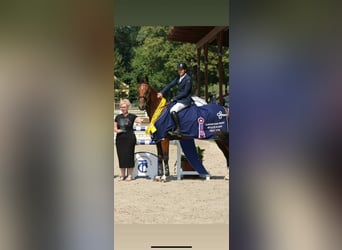 Tsjechisch warmbloed, Merrie, 7 Jaar, 170 cm, Bruin