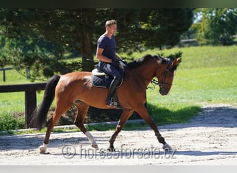 Tsjechisch warmbloed, Merrie, 7 Jaar, 171 cm, Brauner