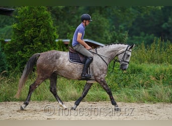 Tsjechisch warmbloed, Merrie, 7 Jaar, 172 cm, Schimmel