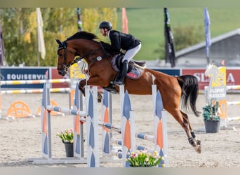 Tsjechisch warmbloed, Merrie, 7 Jaar, 173 cm, Bruin