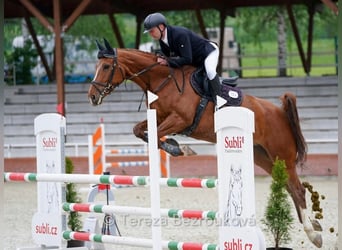 Tsjechisch warmbloed, Merrie, 7 Jaar, 174 cm, Vos