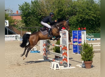 Tsjechisch warmbloed, Merrie, 8 Jaar, 163 cm, Bruin