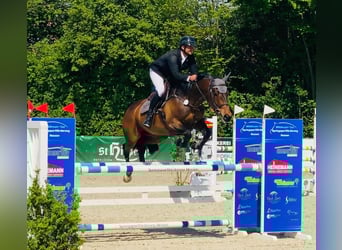 Tsjechisch warmbloed, Merrie, 8 Jaar, 163 cm, Bruin