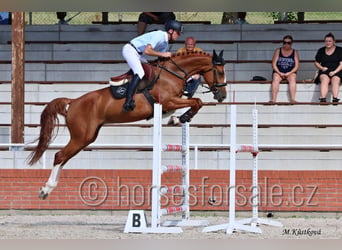 Tsjechisch warmbloed, Merrie, 8 Jaar, 168 cm, Vos