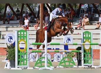 Tsjechisch warmbloed, Merrie, 8 Jaar, 168 cm, Vos