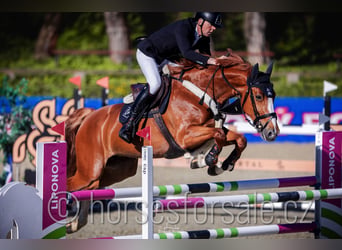 Tsjechisch warmbloed, Merrie, 8 Jaar, 168 cm, Vos