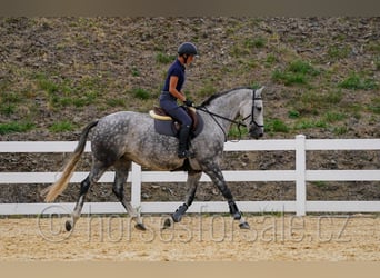 Tsjechisch warmbloed, Merrie, 8 Jaar, 169 cm, Schimmel