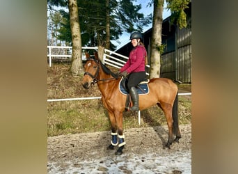 Tsjechisch warmbloed, Merrie, 9 Jaar, 160 cm, Bruin