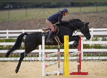 Tsjechisch warmbloed, Merrie, 9 Jaar, 166 cm, Zwart