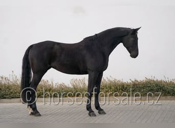 Tsjechisch warmbloed, Merrie, 9 Jaar, 166 cm, Zwart
