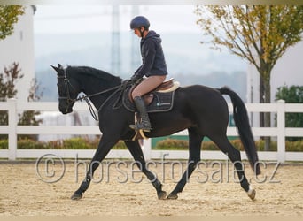 Tsjechisch warmbloed, Merrie, 9 Jaar, 166 cm, Zwart