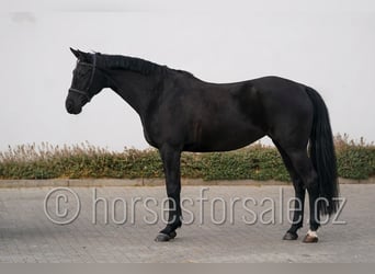 Tsjechisch warmbloed, Merrie, 9 Jaar, 166 cm, Zwart