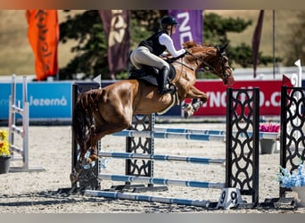 Tsjechisch warmbloed, Merrie, 9 Jaar, 167 cm, Donkere-vos
