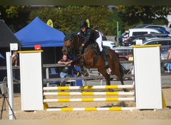 Tsjechisch warmbloed, Merrie, 9 Jaar, 168 cm, Bruin