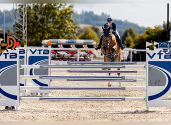 Tsjechisch warmbloed, Merrie, 9 Jaar, 172 cm, Roodbruin