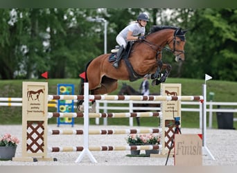 Tsjechisch warmbloed, Merrie, 9 Jaar, 175 cm, Roodbruin