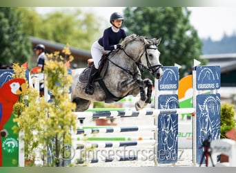 Tsjechisch warmbloed, Merrie, 9 Jaar, 175 cm, Schimmel