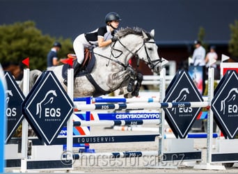 Tsjechisch warmbloed, Merrie, 9 Jaar, 175 cm, Schimmel