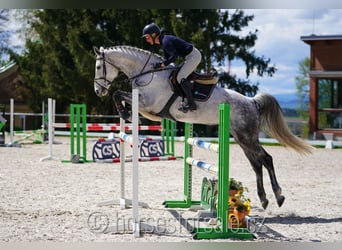 Tsjechisch warmbloed, Merrie, 9 Jaar, 175 cm, Schimmel