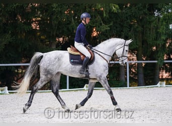 Tsjechisch warmbloed, Merrie, 9 Jaar, 175 cm, Schimmel