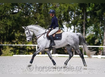 Tsjechisch warmbloed, Merrie, 9 Jaar, 175 cm, Schimmel