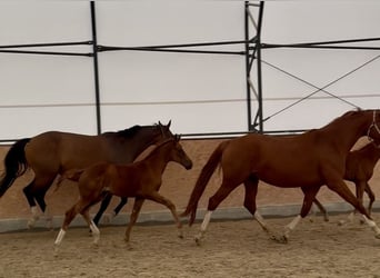 Tsjechisch warmbloed, Merrie, Veulen (06/2026), Donkere-vos