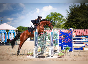 Tsjechisch warmbloed, Ruin, 10 Jaar, 171 cm, Bruin