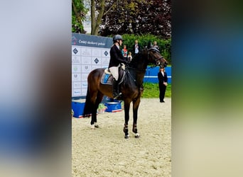Tsjechisch warmbloed, Ruin, 10 Jaar, Donkerbruin