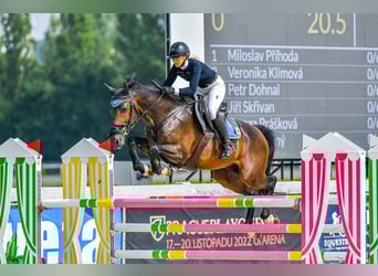 Tsjechisch warmbloed, Ruin, 10 Jaar, Donkerbruin
