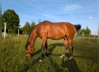 Tsjechisch warmbloed, Ruin, 11 Jaar, 155 cm, Lichtbruin